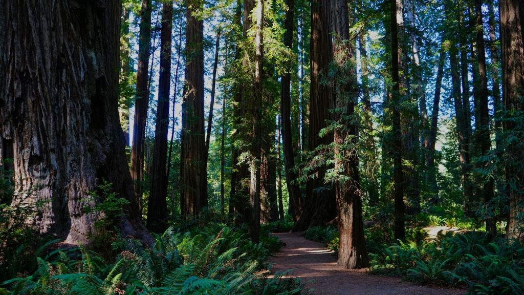 We acknowledge the Lenape and Nisenan peoples of the past, present, and future, on whose traditional lands and waters we live and work. Image of CA redwoods